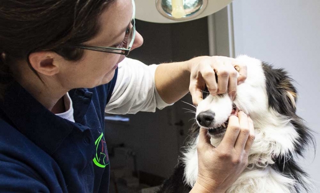Persistierende Milchzähne beim Junghund